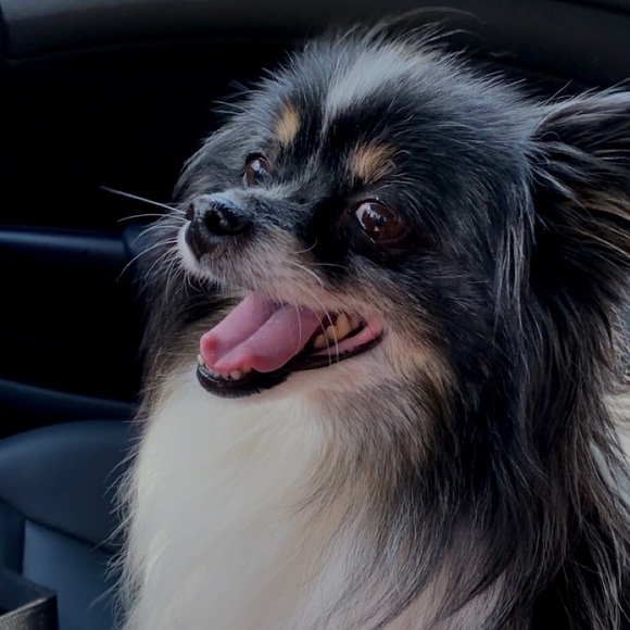 Meet your Posher, Emma - Picture 5 of 11